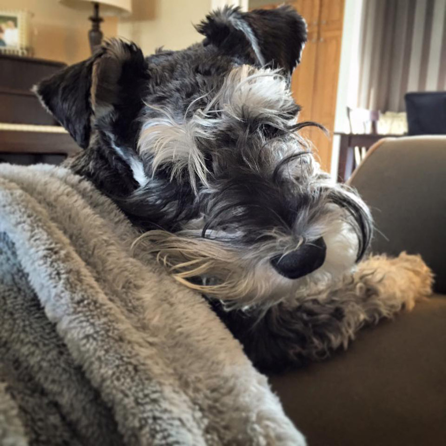 Chumpie the Schnauzer