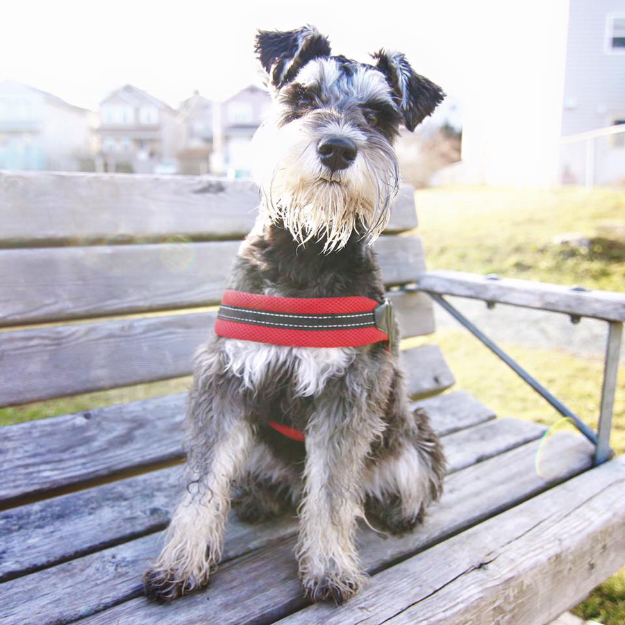 Chumpie the Schnauzer