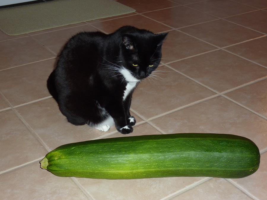 Girlfriend with Zuchinni