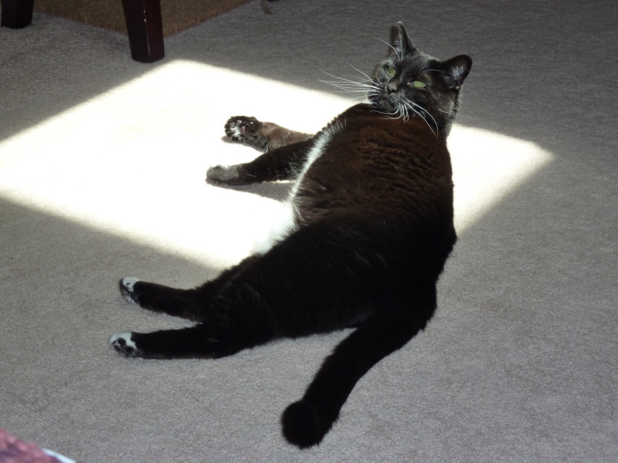 Girlfriend in the Sun