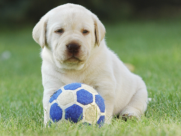 Yellow Lab Puppy with Soccer Ball