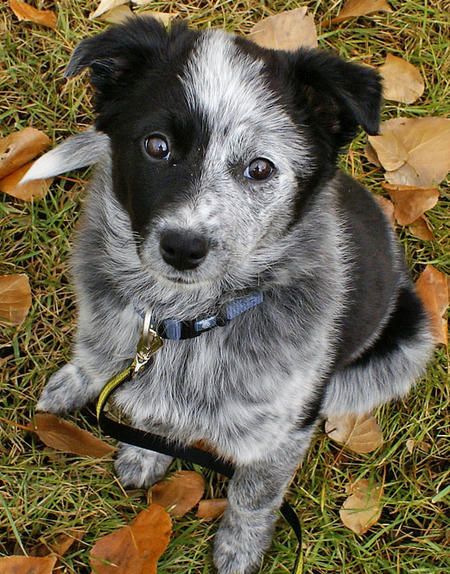 Blue Heeler Mix