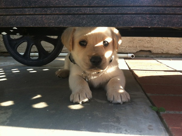 Yellow Lab