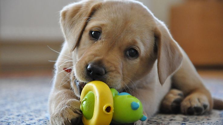 Yellow Labrador Retriever