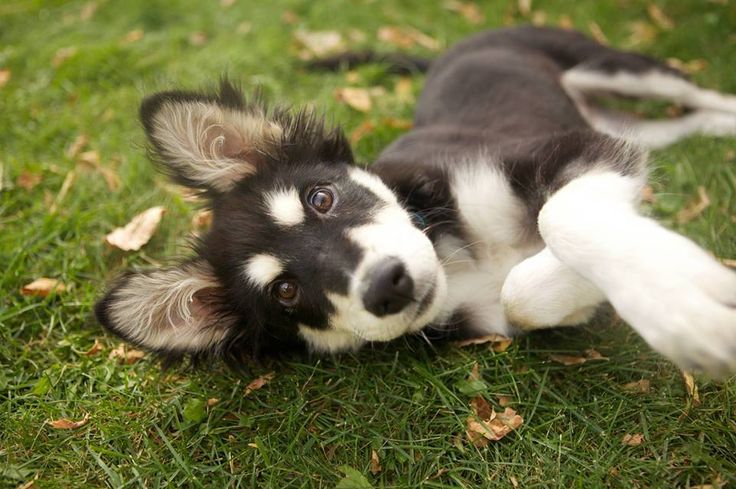 Sweet Husky Puppy
