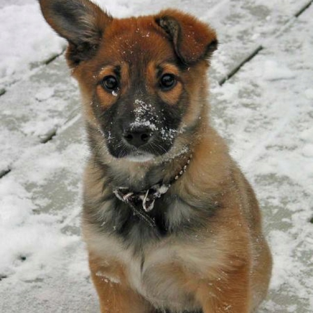 Puppy in the Snow