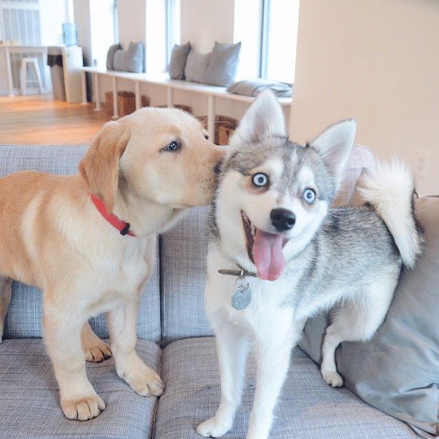 Yellow Lab and Husky