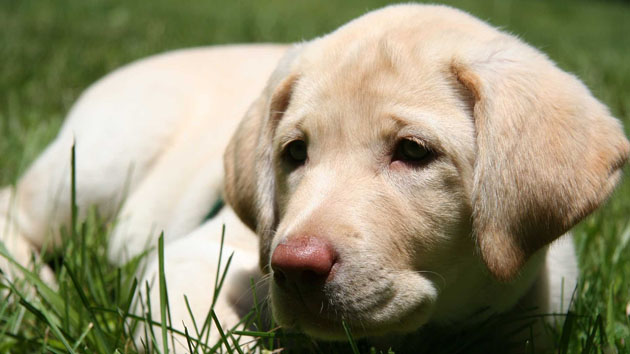 Labrador Puppy