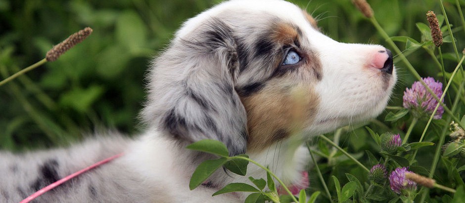 Aussie Puppy