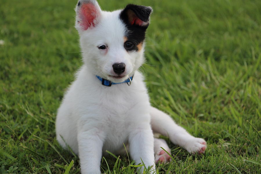 Blue Heeler Pup