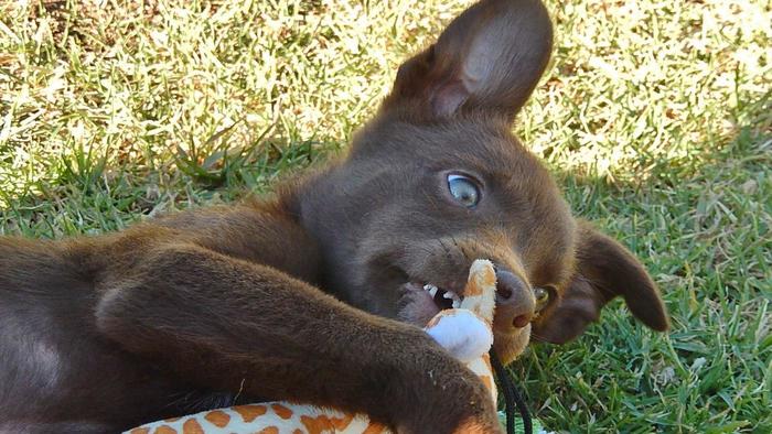 Chocolate Lab Puppy with Toy