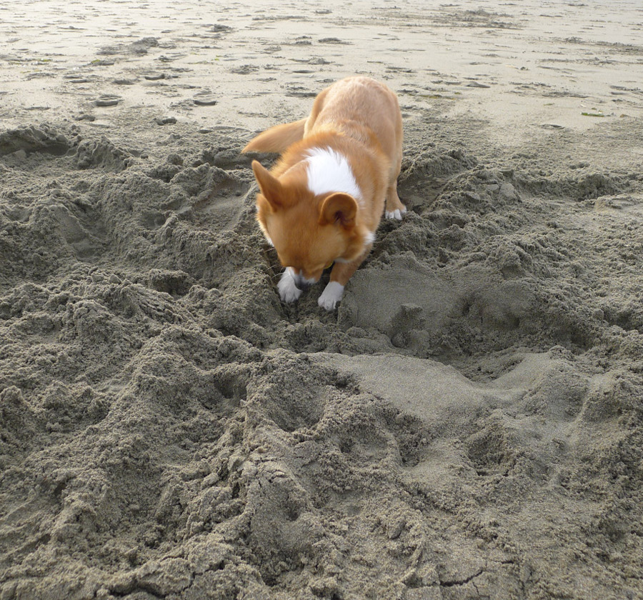 Welsh Corgi