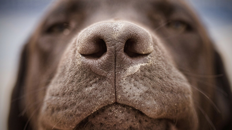 Puppy Up Close