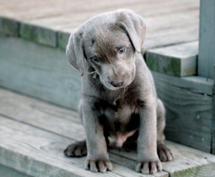 Silver Lab
