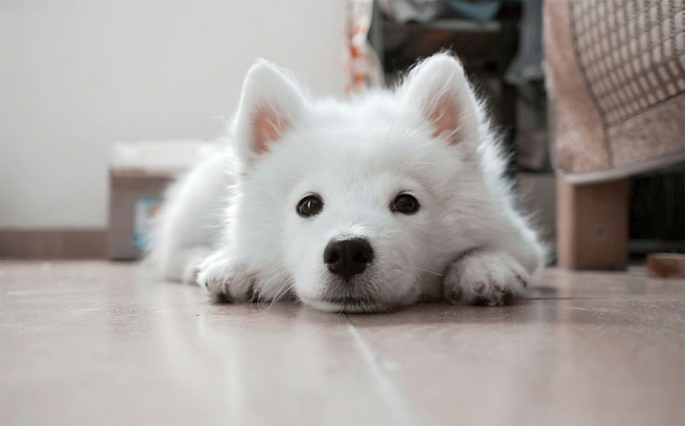 White Husky