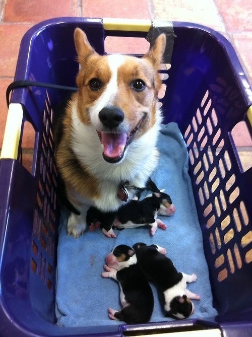 Mom and Puppies