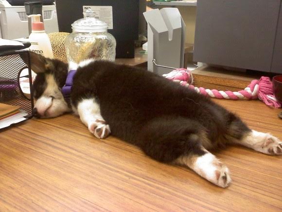 Puppy with Nacolepsy