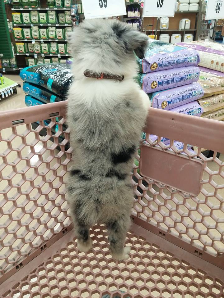 Shopping Puppy
