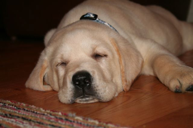 Yellow Lab