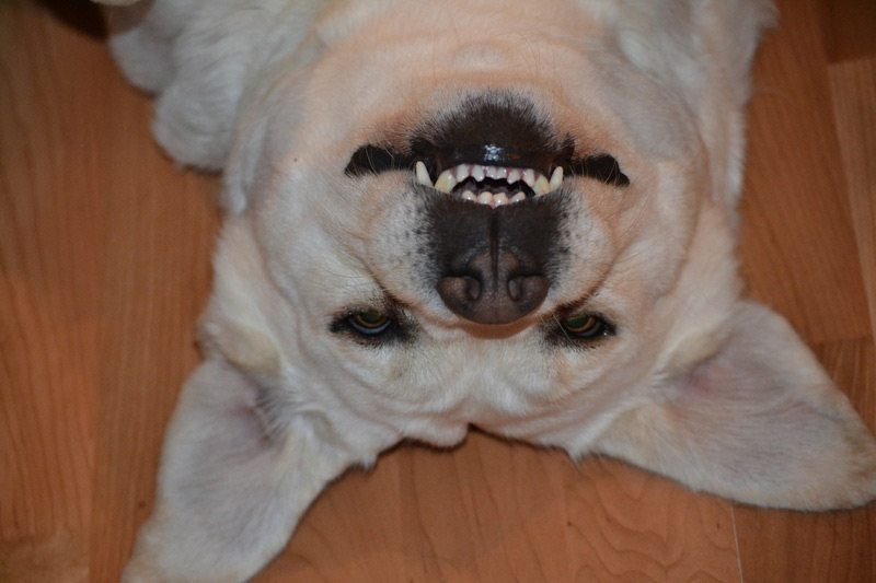 Yellow Lab