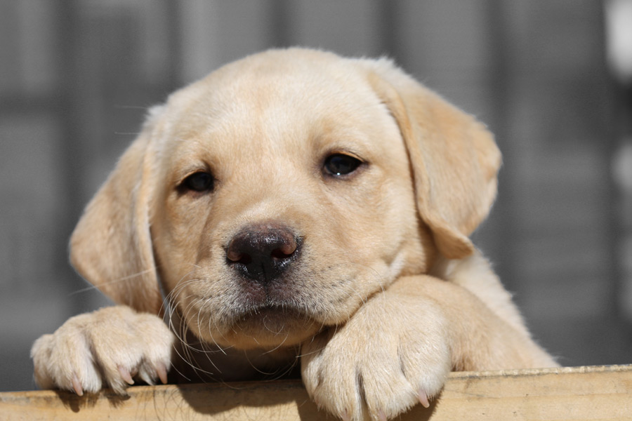 Yellow Lab