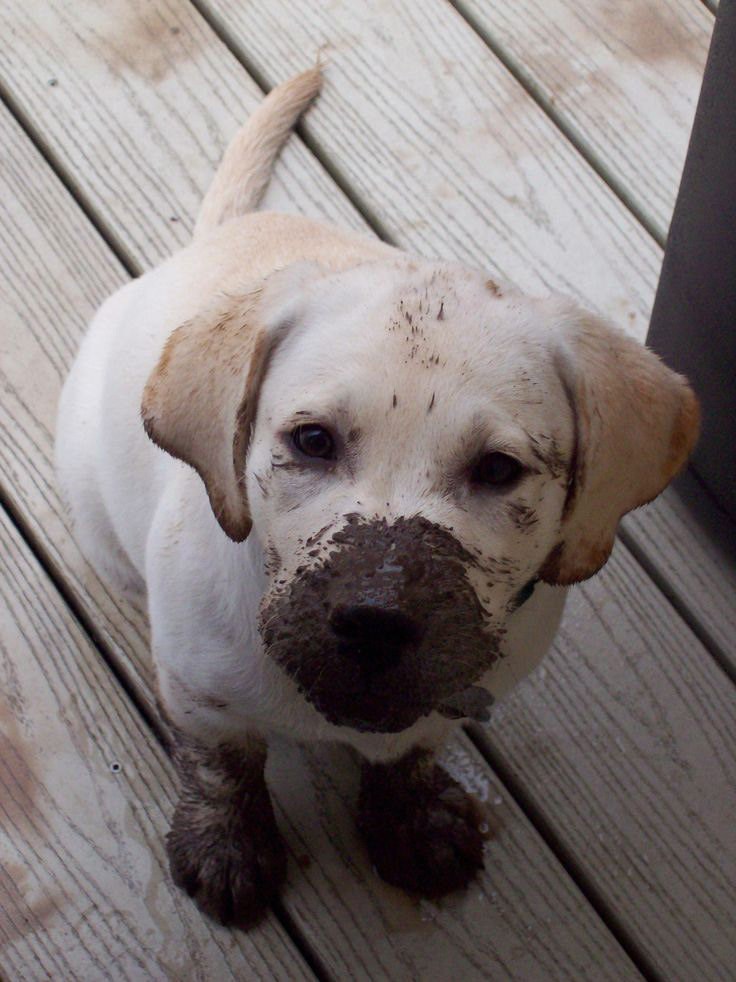 Yellow Lab