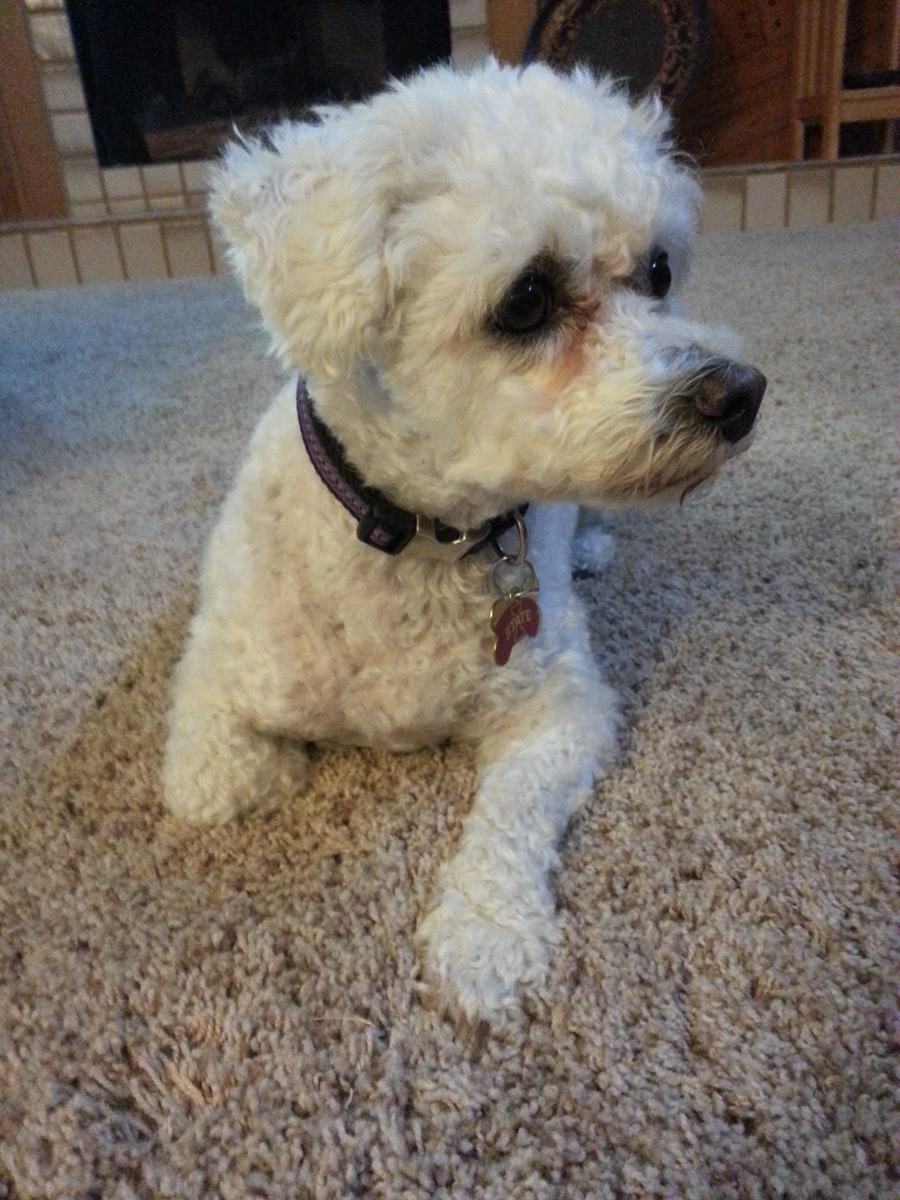 Denali the Bichon