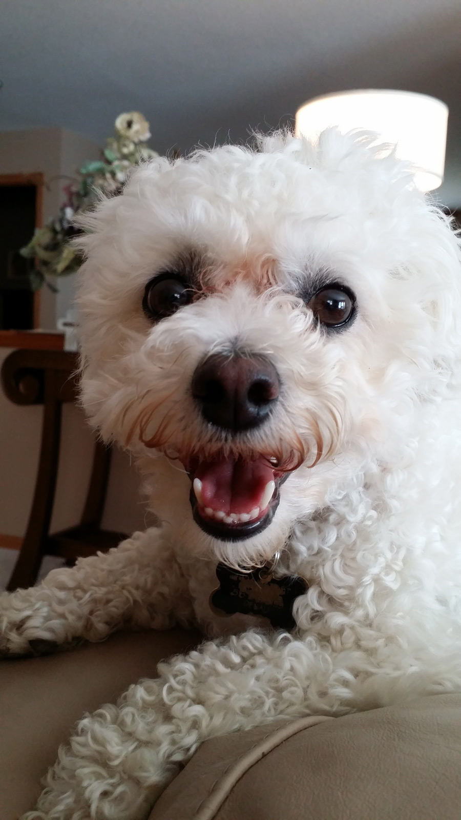Denali the Bichon