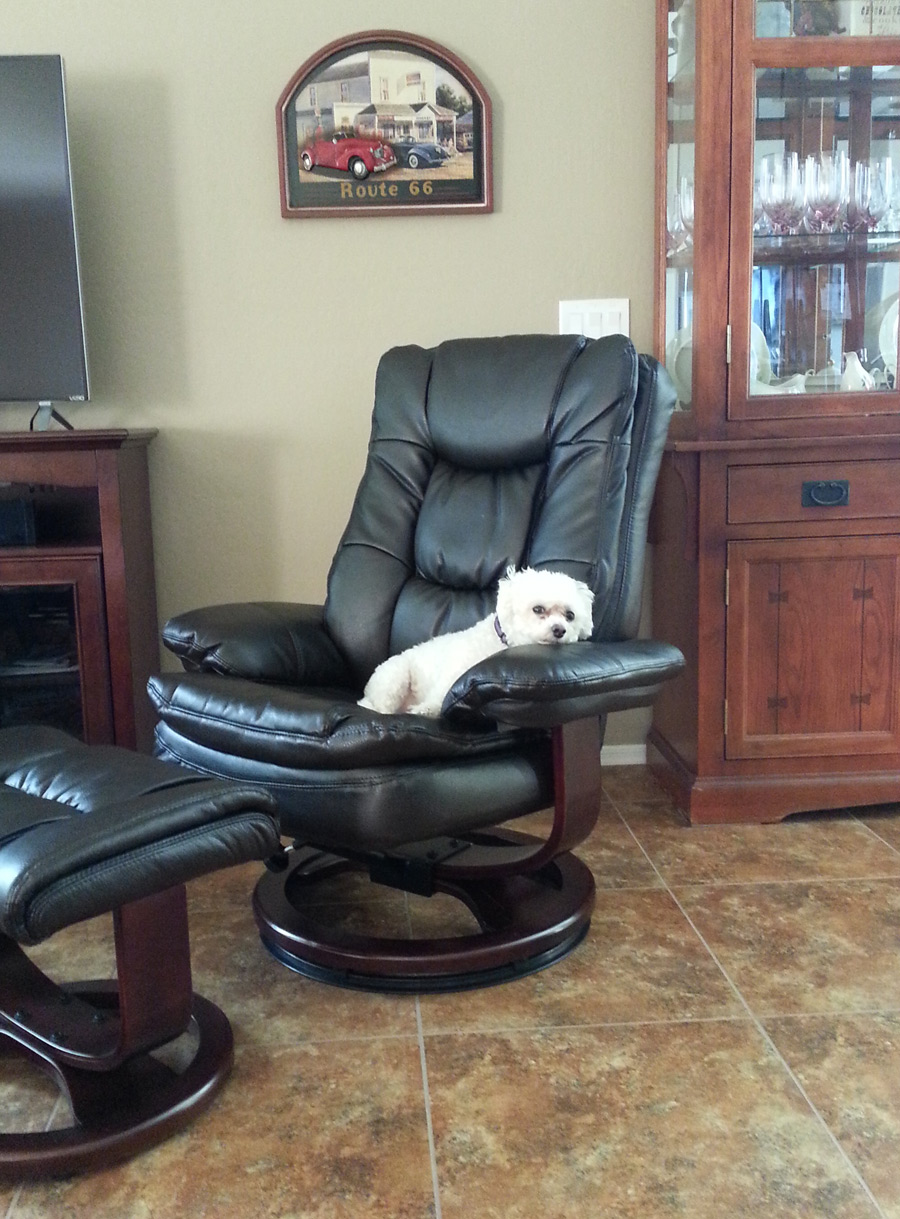 Denali the Bichon