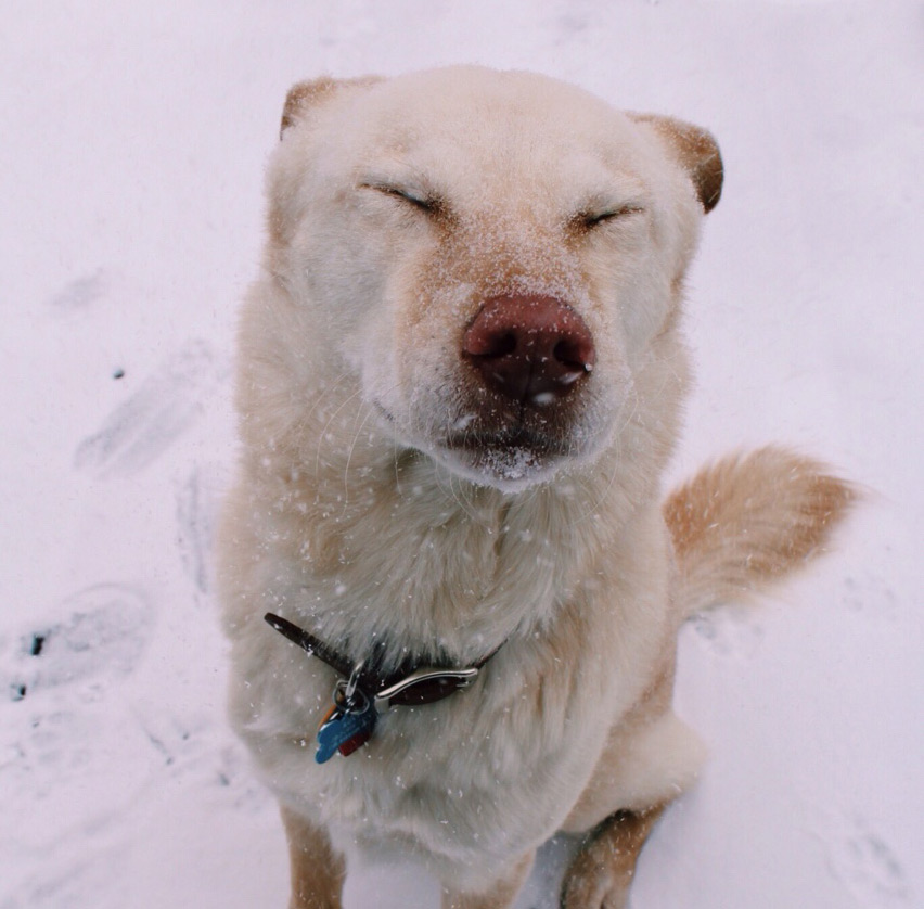 Snow Dog