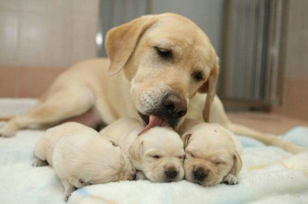 Yellow Lab and Puppies