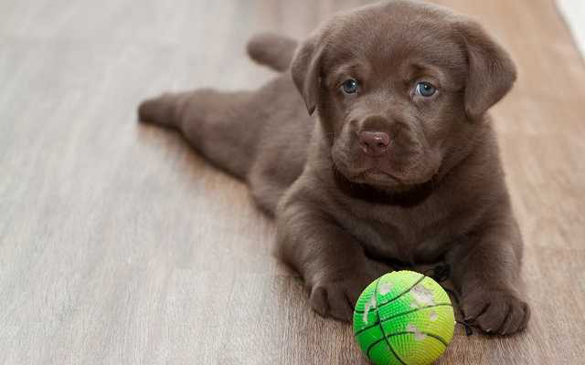 Chocolate Lab with Basketball