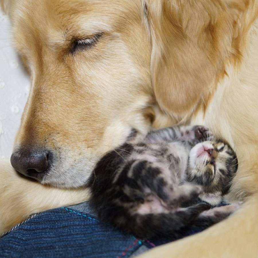 Dog and Kitten