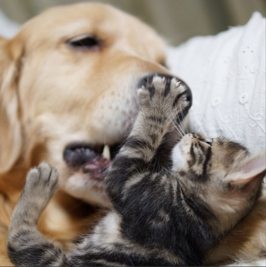 Dog and Kitten