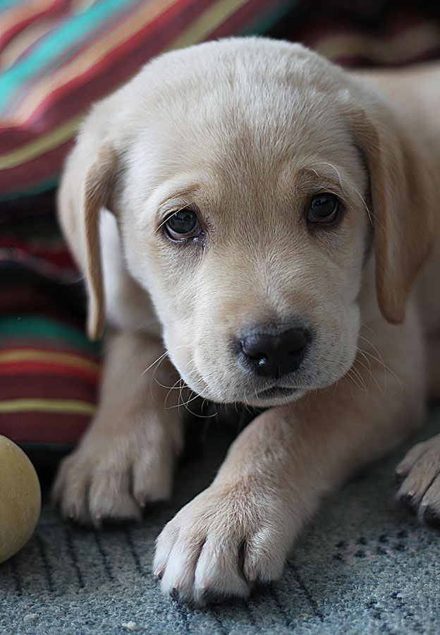 Yellow Lab Puppy