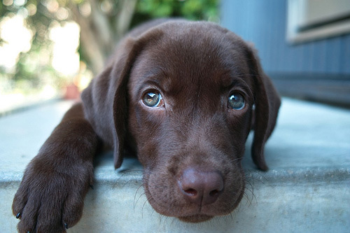 Chocolate