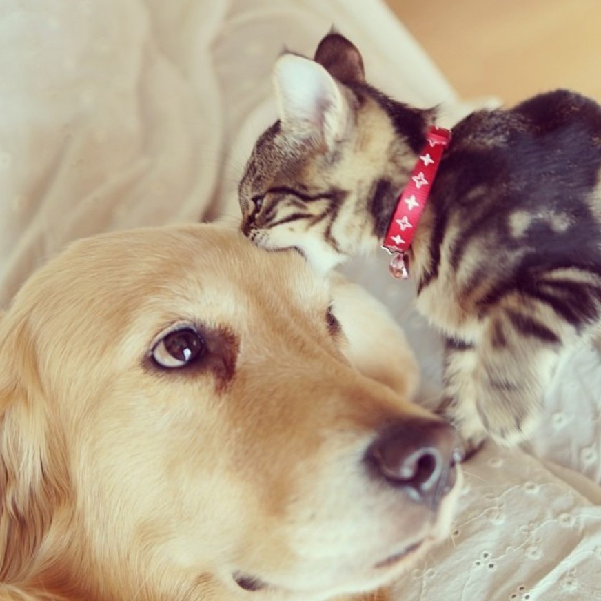 Dog and Kitten