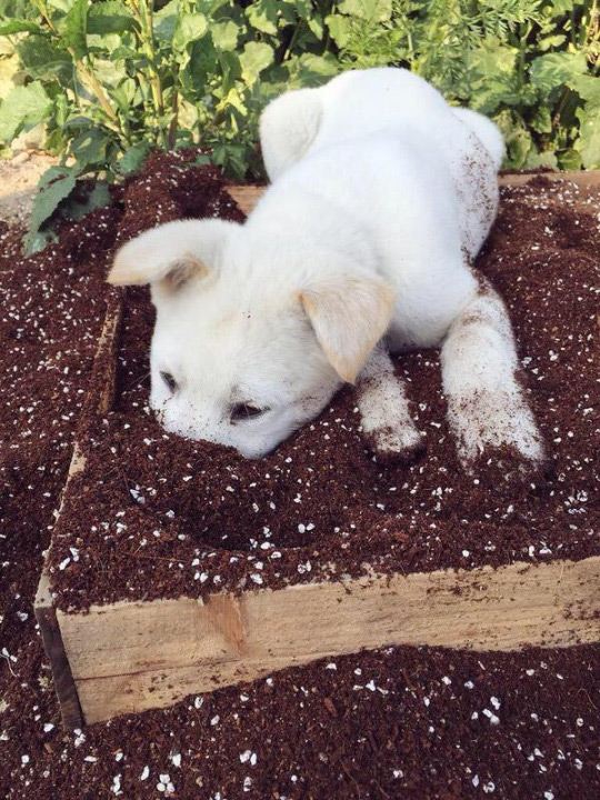 Puppy Playing in Garden