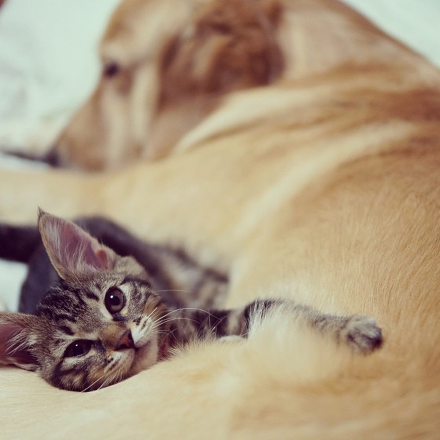 Dog and Kitten