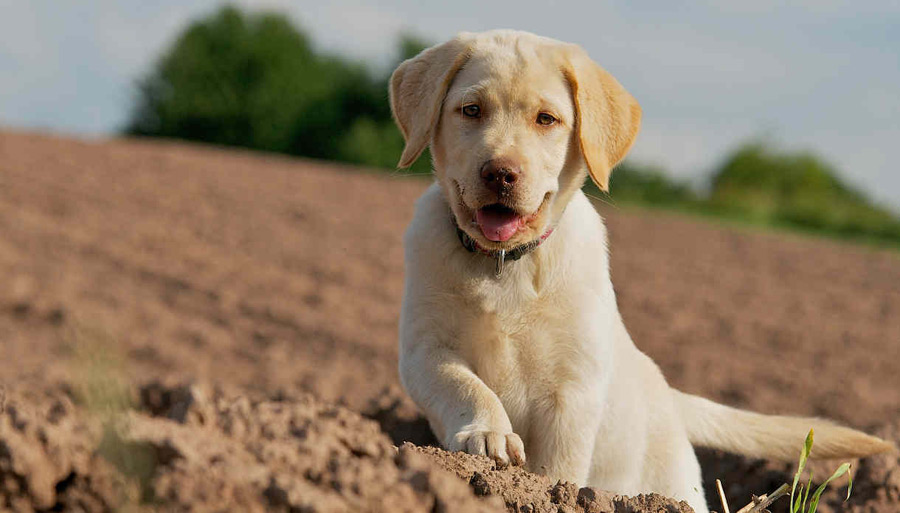 Yellow Labrador Retriever Puppy