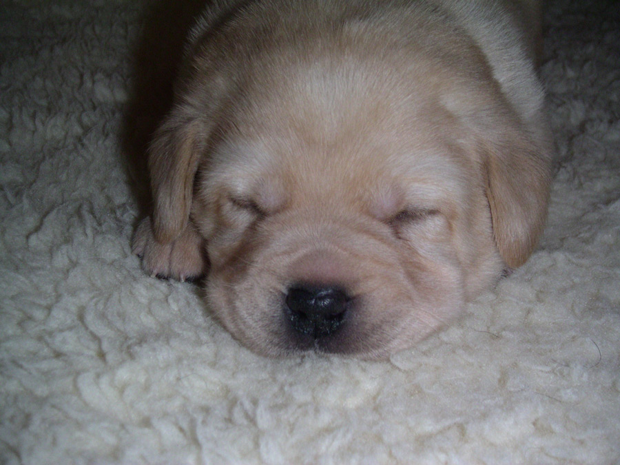 Yellow Puppy
