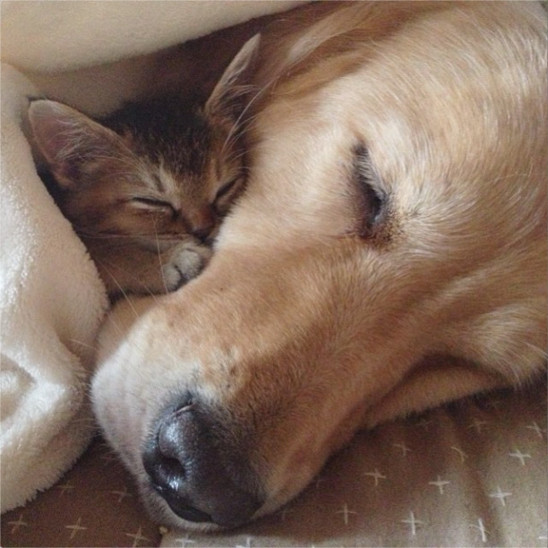 Dog and Kitten