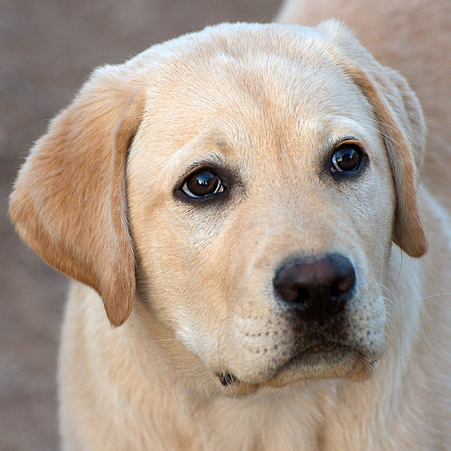 Yellow Puppy