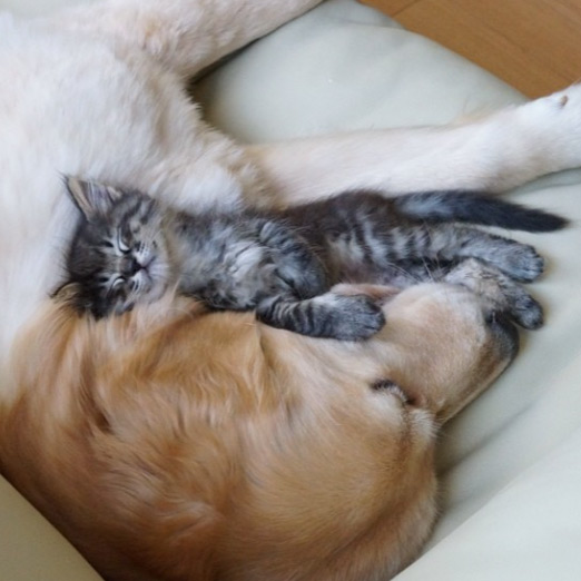 Dog and Kitten
