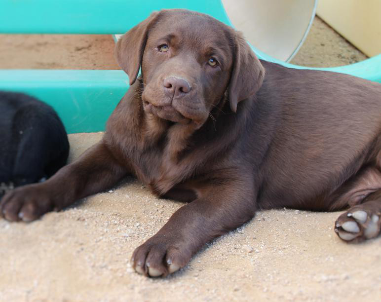 Chocolate Puppy