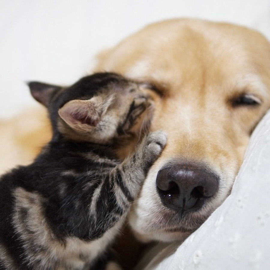 Dog and Kitten