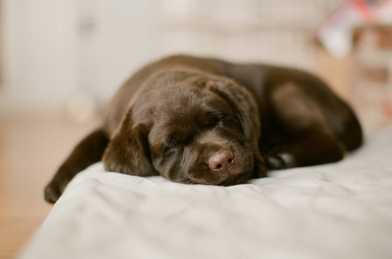 Chocolate Lab