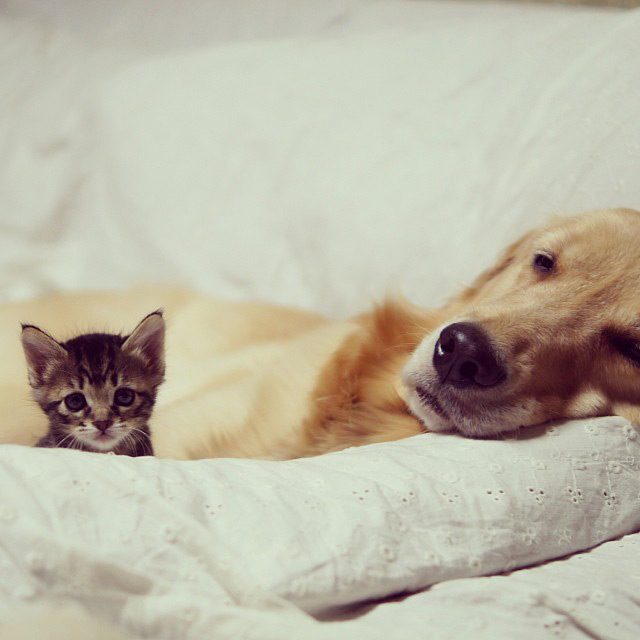 Dog and Kitten