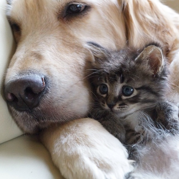 Dog and Kitten