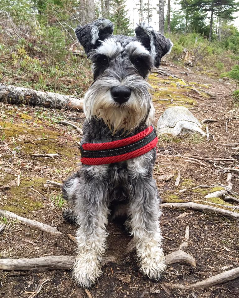 Chumpie the Miniature Schnauzer